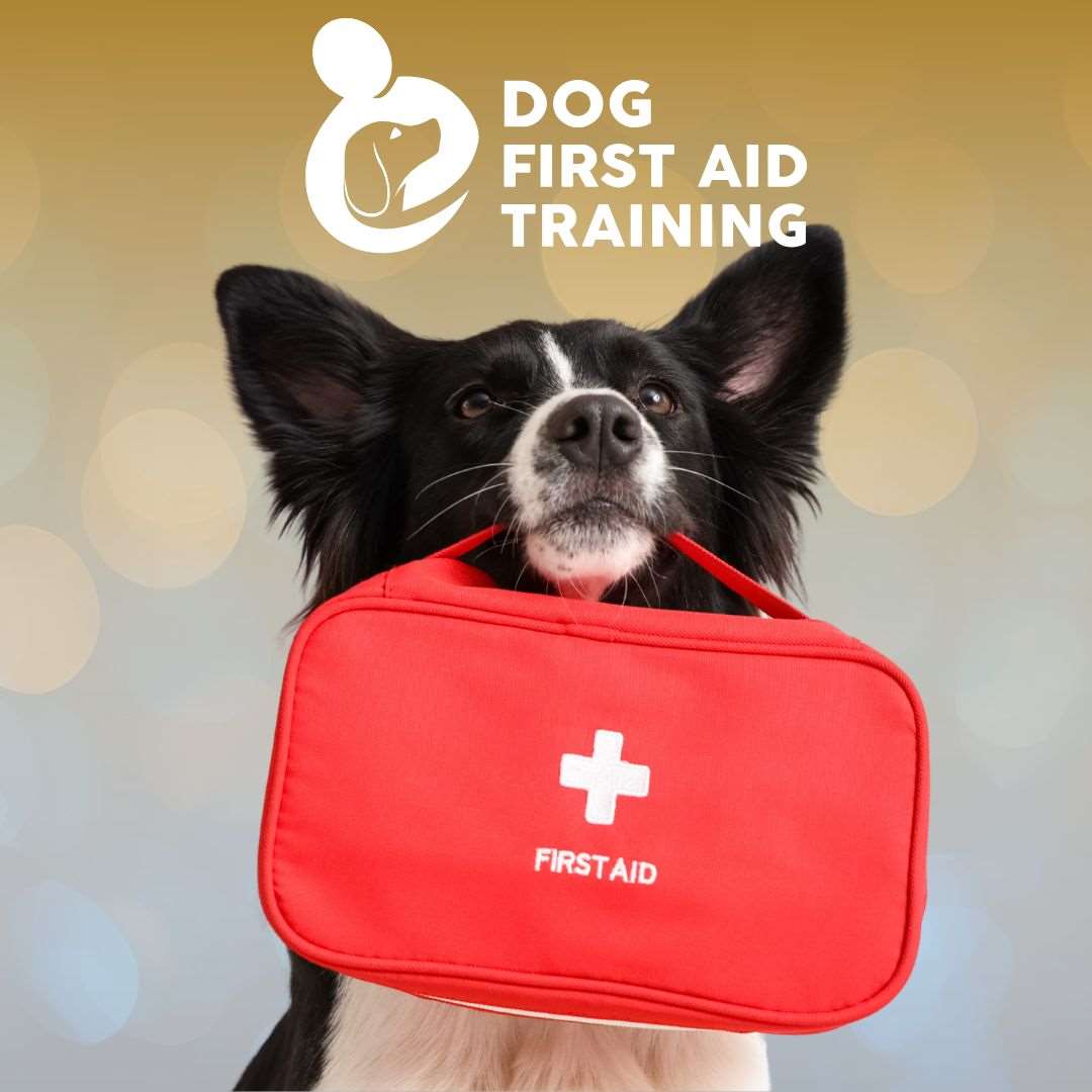dog first aid course learn to save puppies canines life safety groomer walker veterinarian vet nurse 